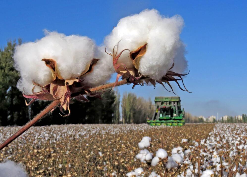 2021年棉花市场供给与需求